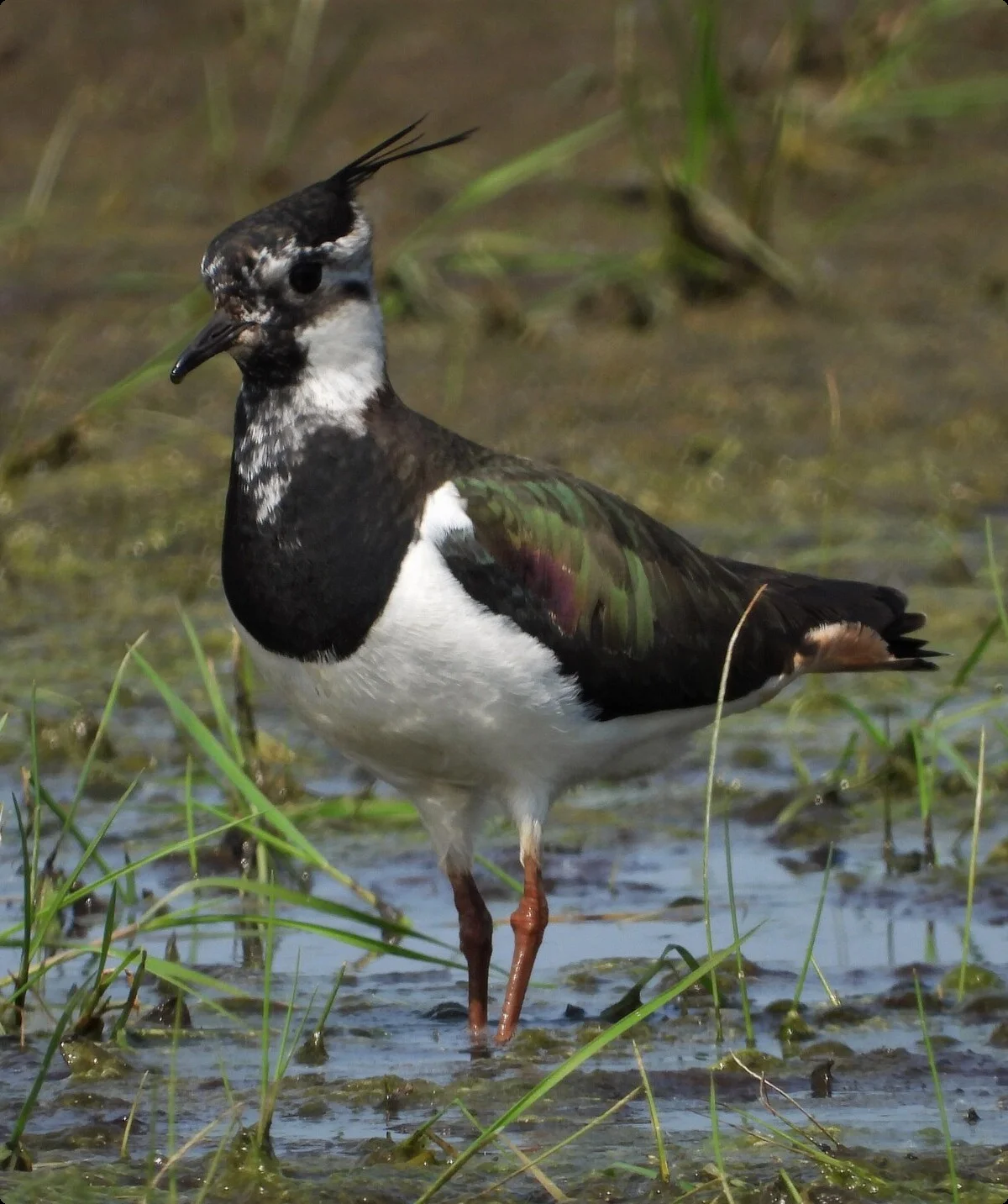 © DAV Lübeck, Reinhardt Falter