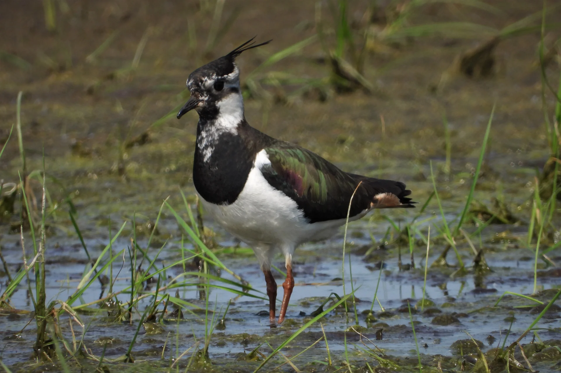 © DAV Lübeck, Reinhardt Falter