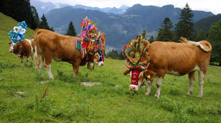 Almen sind Kulturlandschaften, die das Bild der Alpen maßgeblich prägen.  | © Touristik-Information Schleching